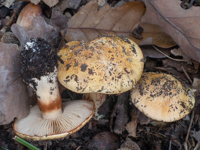 Cortinarius caesiocortinatus